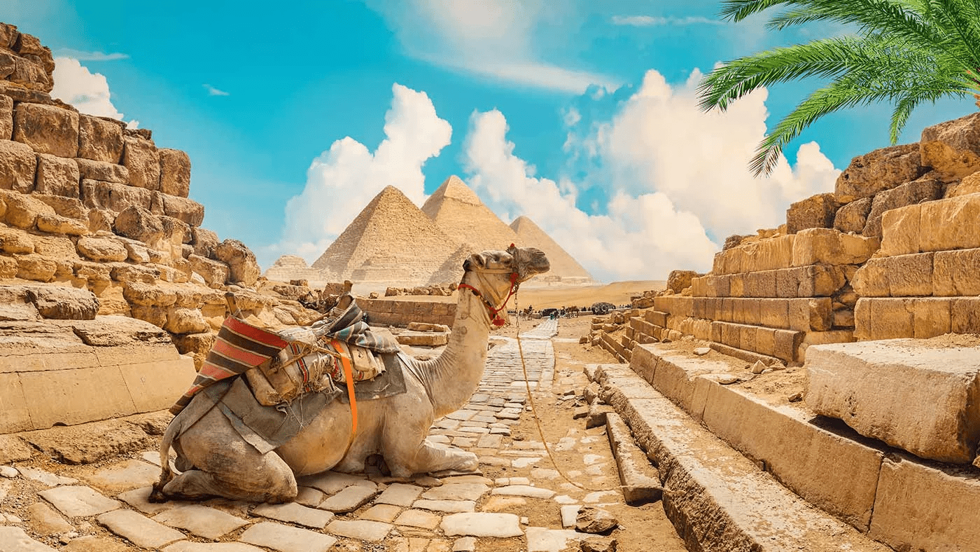 جمل يجلس على خلفية الأهرامات العظيمة في القاهرة بمصر. 